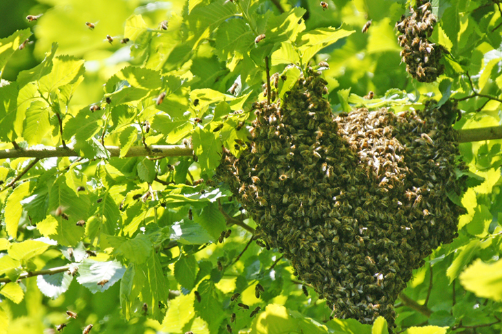 Wilder Bienenschwarm in einer Traube an einem Ast eines Baumes.