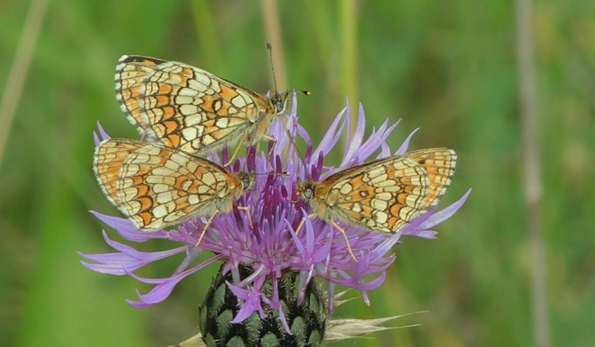 Schmetterlinge auf einer Blüte