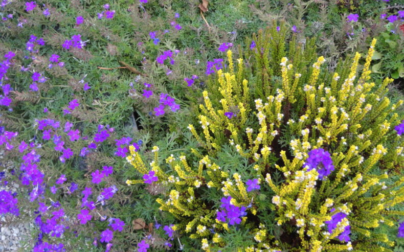 gelbe und violette Blüten