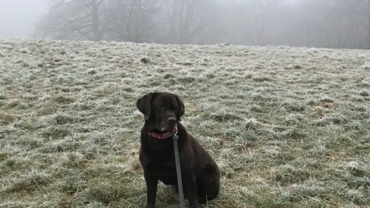 Hund im Nebel