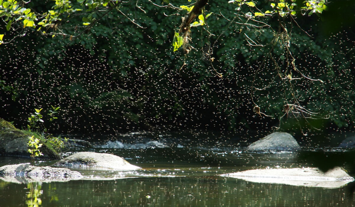 Mückenschwarm über einer Wasserfläche