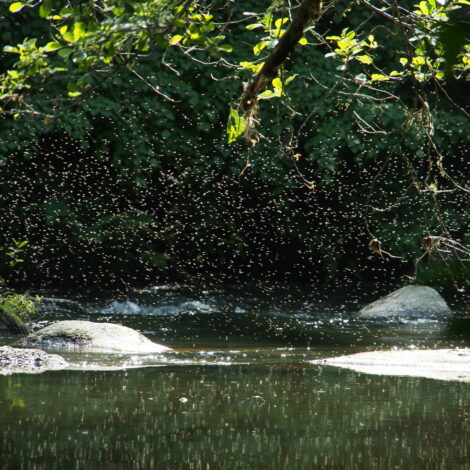 Mückenschwarm über einer Wasserfläche