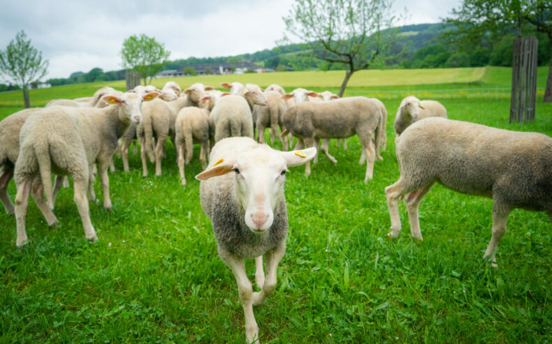 Die Schafwolle kommt aus der Region.