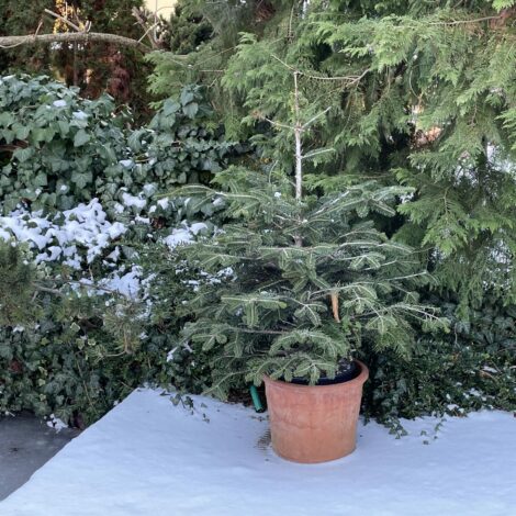 Lebender Christbaum im Topf