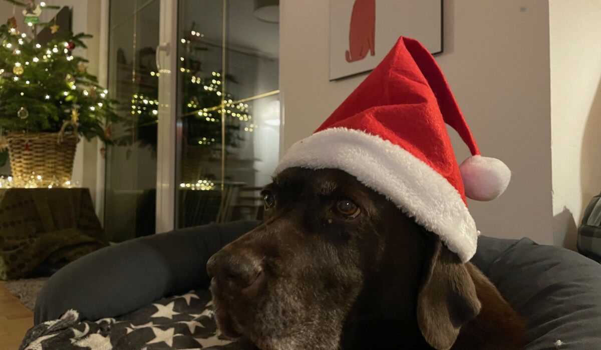 Labrador mit roter Weihnachtsmann-Mütze