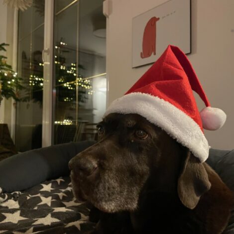 Labrador mit roter Weihnachtsmann-Mütze