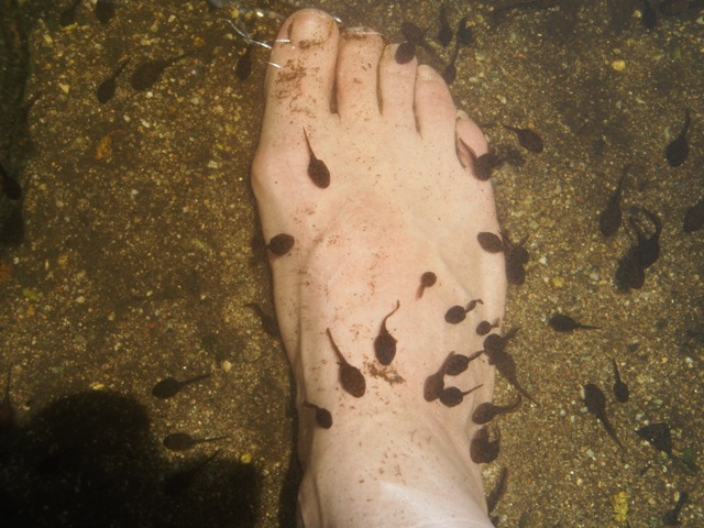 Kaulquappen schwimmen um einen Fuß