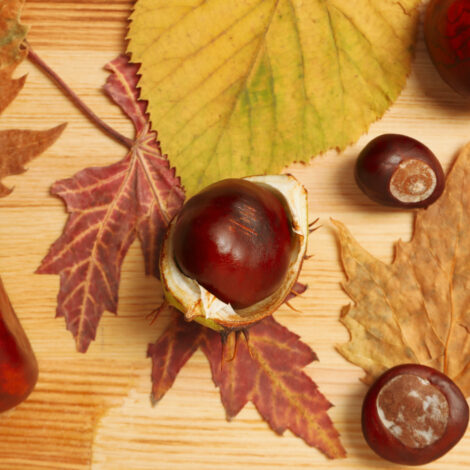 Herbstlaub mit Kastanien