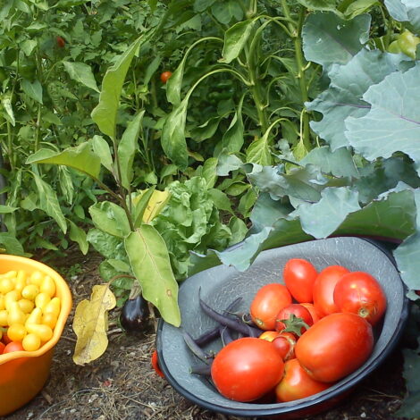 Gemüsegarten mit reicher Tomatenernte