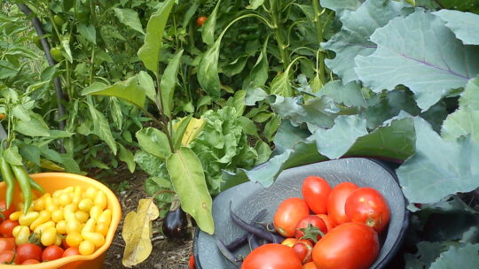 Gemüsegarten mit reicher Tomatenernte
