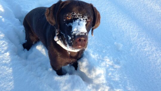 Manja im Schnee