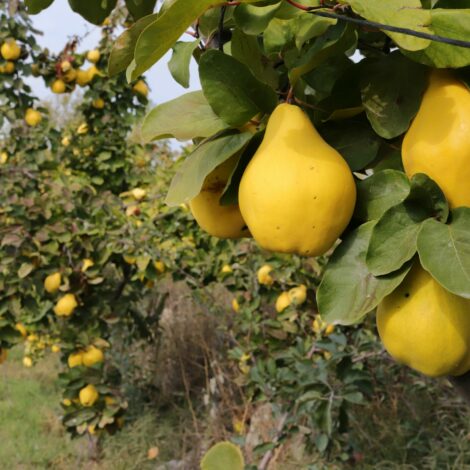 Reife Quitten im Obstgarten