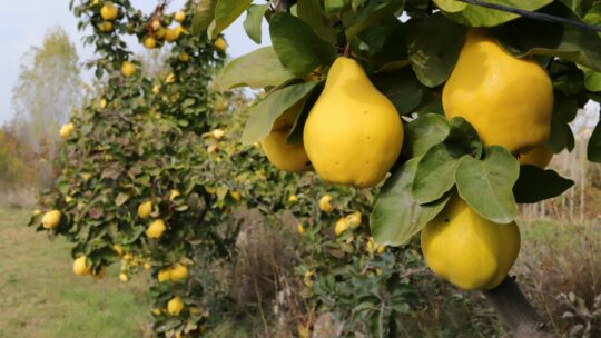 Reife Quitten im Obstgarten