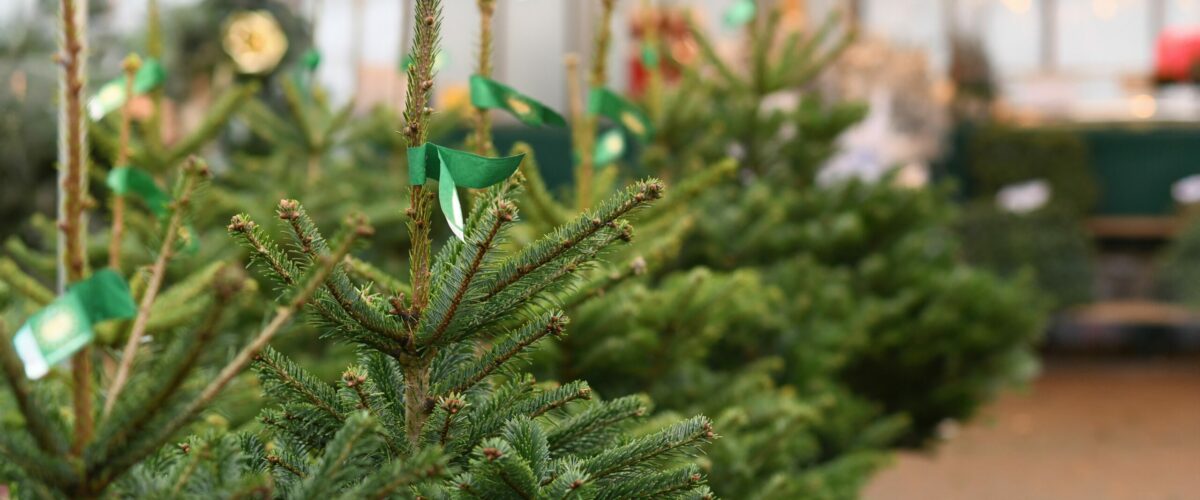 Christbäume an einem Verkaufsstand.