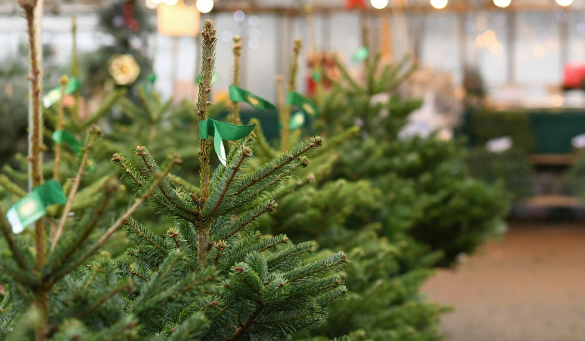 Christbäume an einem Verkaufsstand.