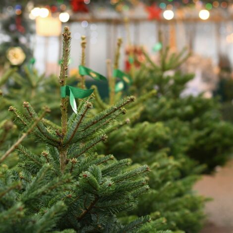 Christbäume an einem Verkaufsstand.