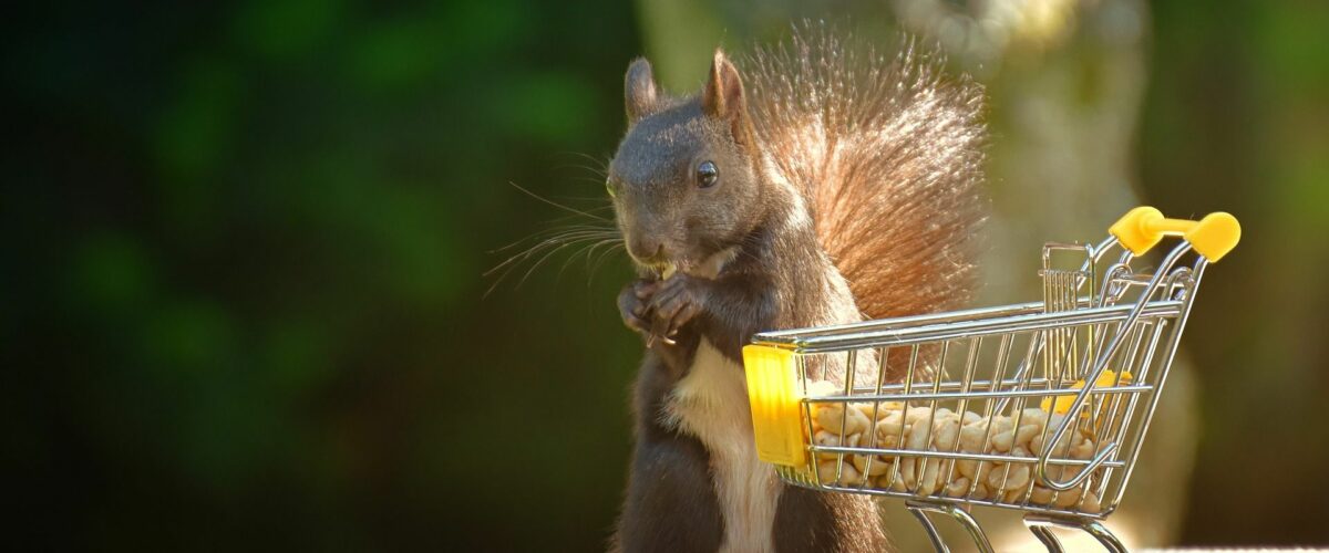 Eichhörnchen mit einem kleinen Einkaufswagen, der mit Erdnüssen gefüllt ist.